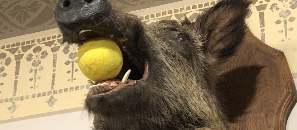 pig tennis