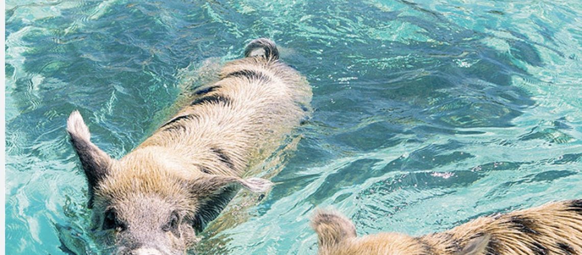 swimming pigs